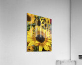 sunflower Acrylic Print