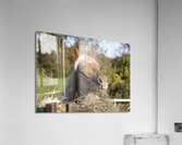 Palomino side eye Acrylic Print