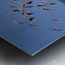 Celestun flamingos Metal print