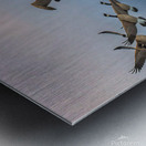 Canada geese and sky Metal print
