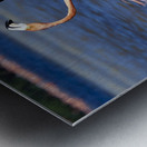 Flamingo chat Metal print