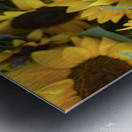 sunflower Metal print
