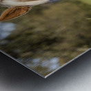 Palomino side eye Metal print