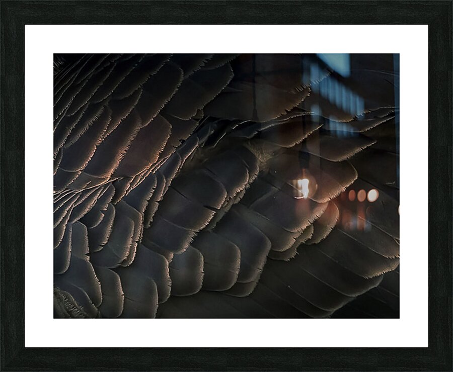Goose feathers Picture Frame print