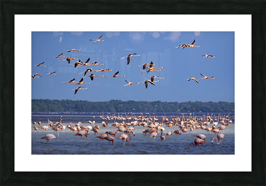 Celestun flamingos Picture Frame print