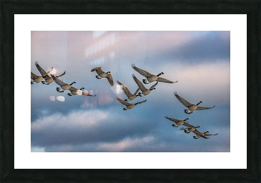 Canada geese and sky Picture Frame print