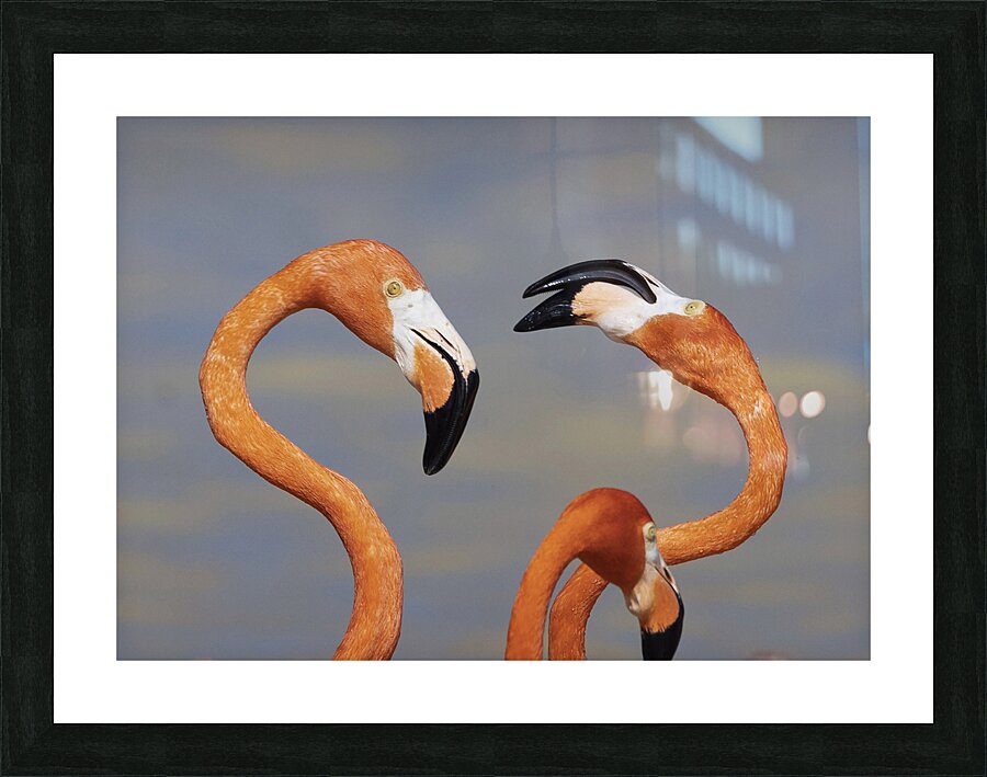 Flamingo heads Picture Frame print