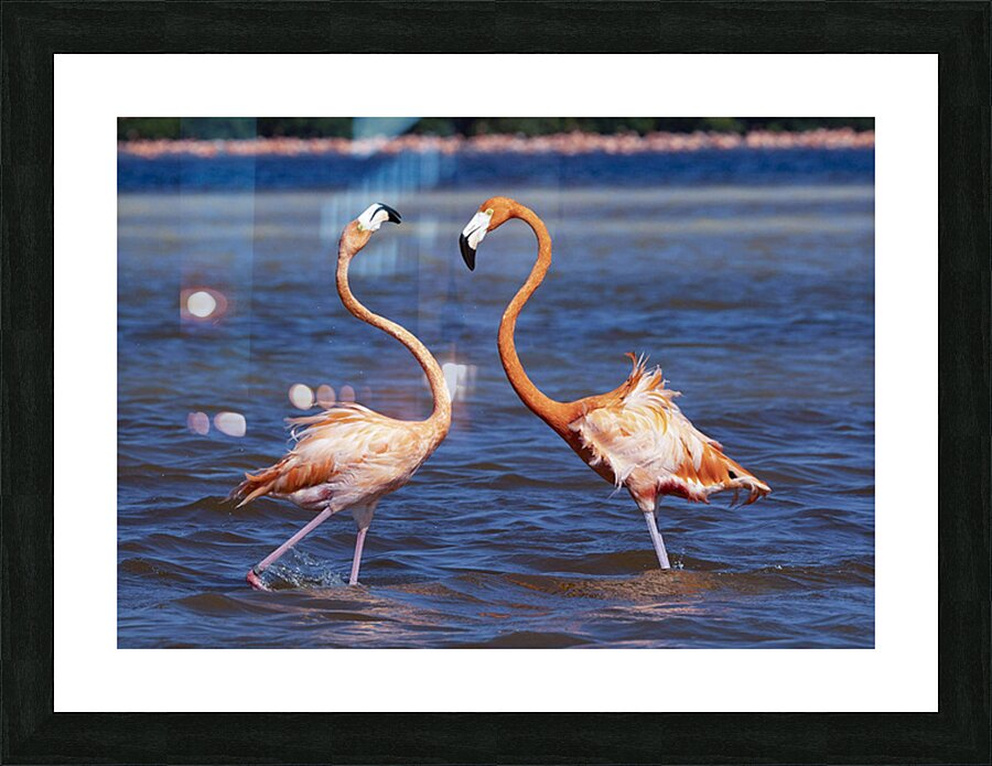 Flamingo chat Picture Frame print