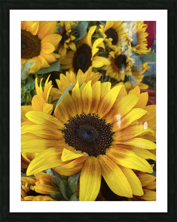 sunflower Picture Frame print