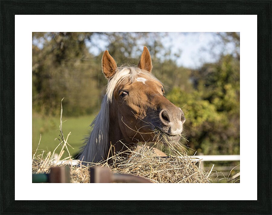 Palomino side eye Picture Frame print