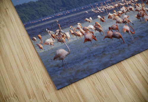 Celestun flamingos NatureSnaps puzzle
