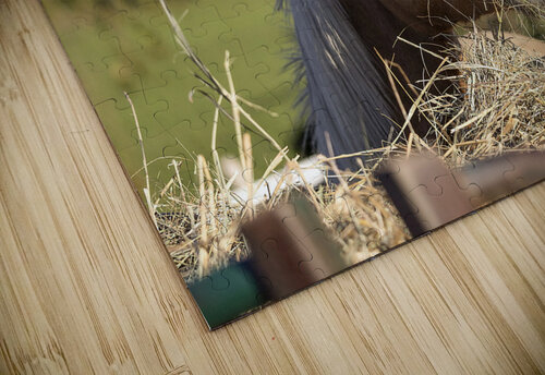 Palomino side eye NatureSnaps puzzle