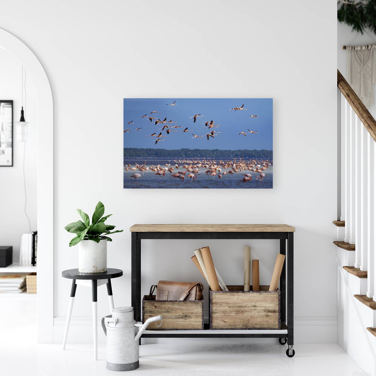 Celestun flamingos Reproduction