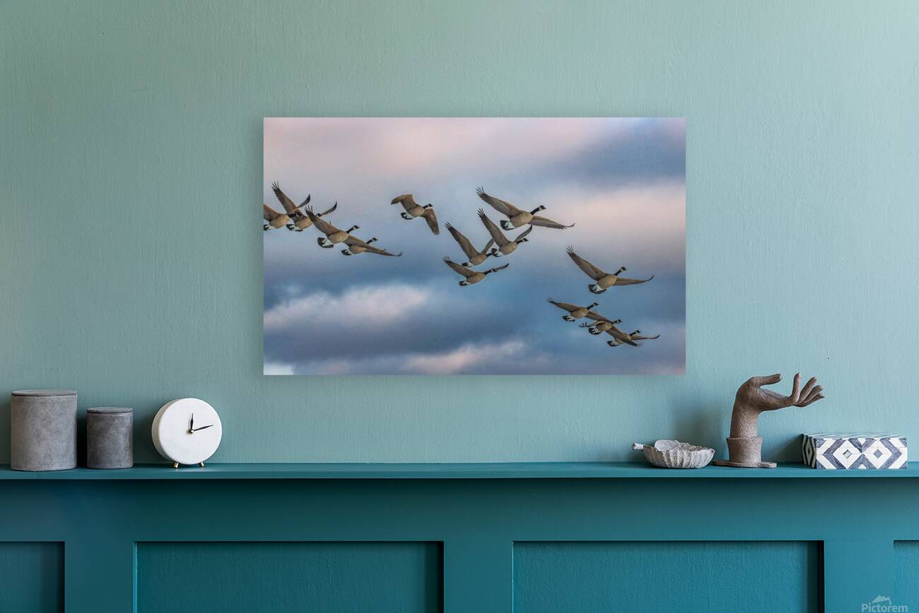 Canada geese and sky Reproduction