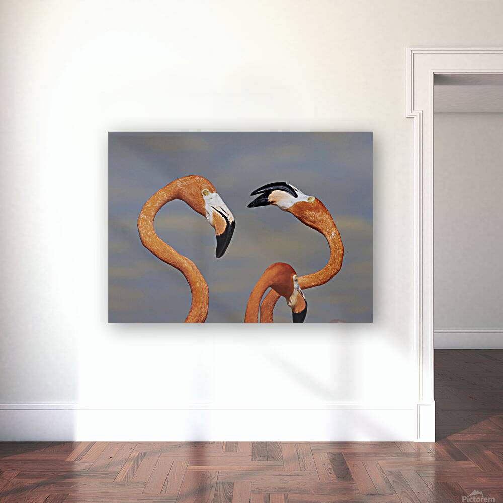 Flamingo heads Reproduction