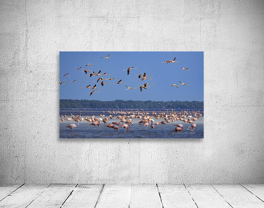 Celestun flamingos Wall Preview