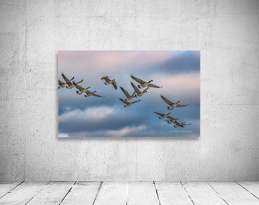 Canada geese and sky Wall Preview