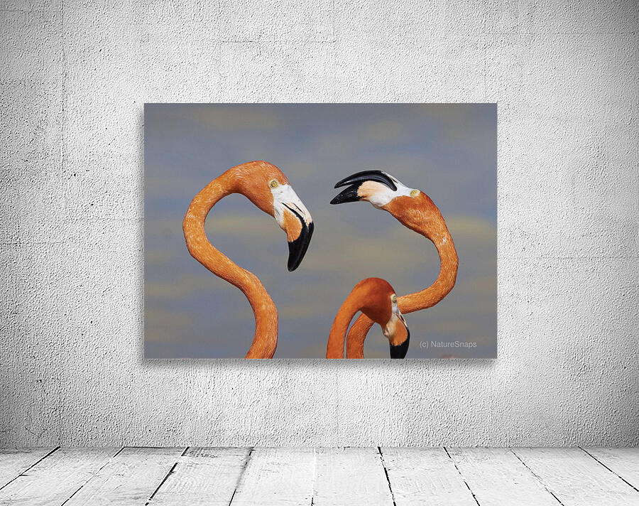 Flamingo heads Wall Preview