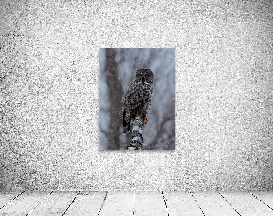 Great grey owl Wall Preview
