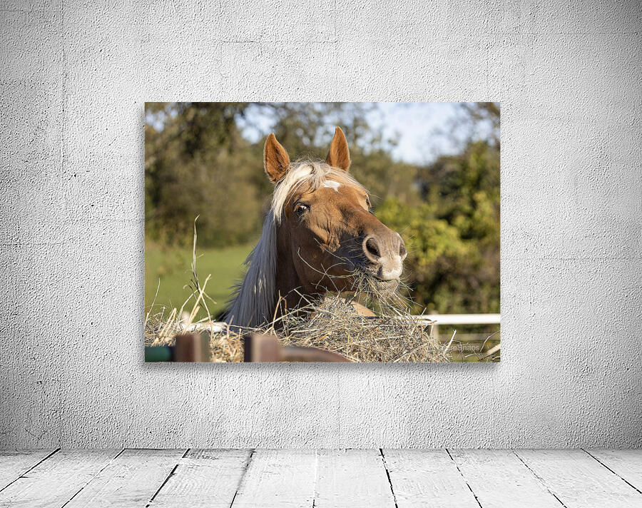 Palomino side eye Wall Preview