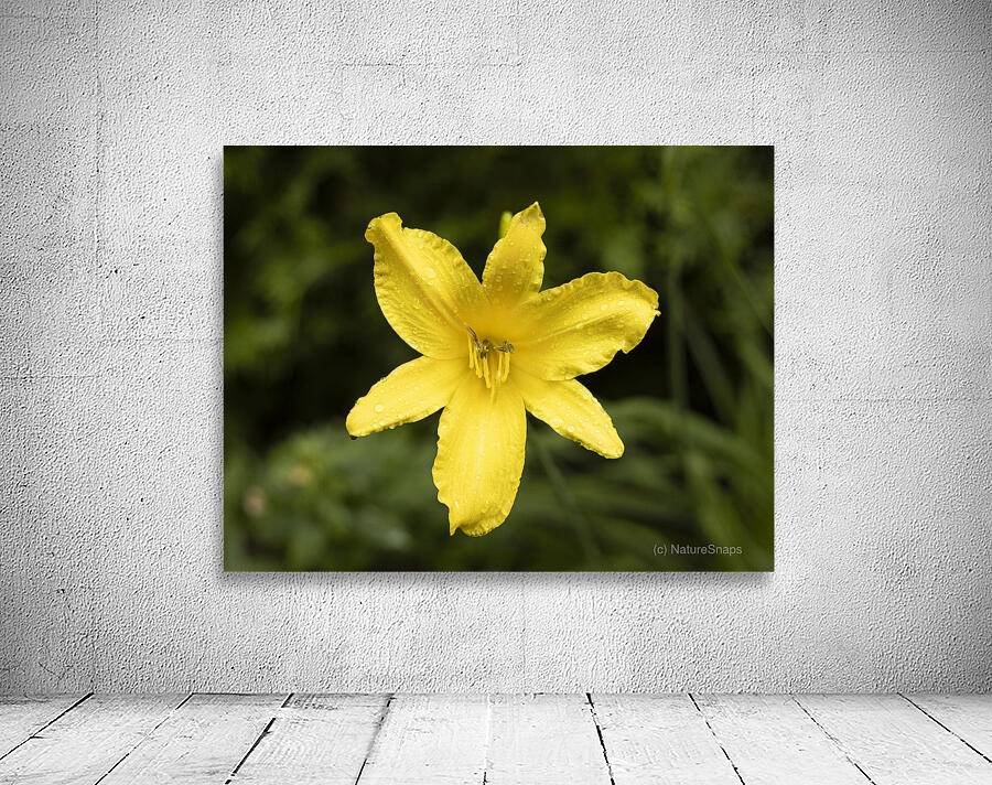 Yellow lily Wall Preview