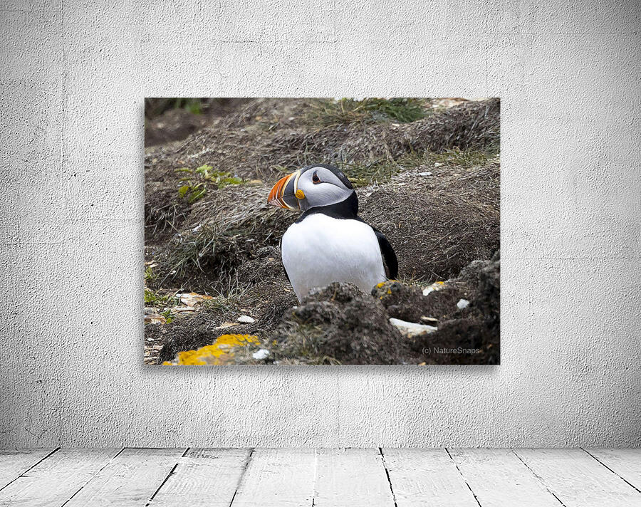 Proud puffin Wall Preview