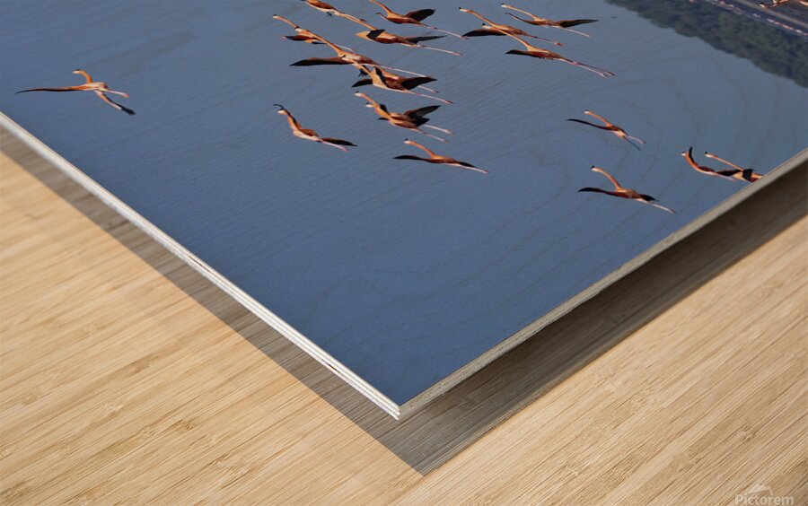 Celestun flamingos Wood print
