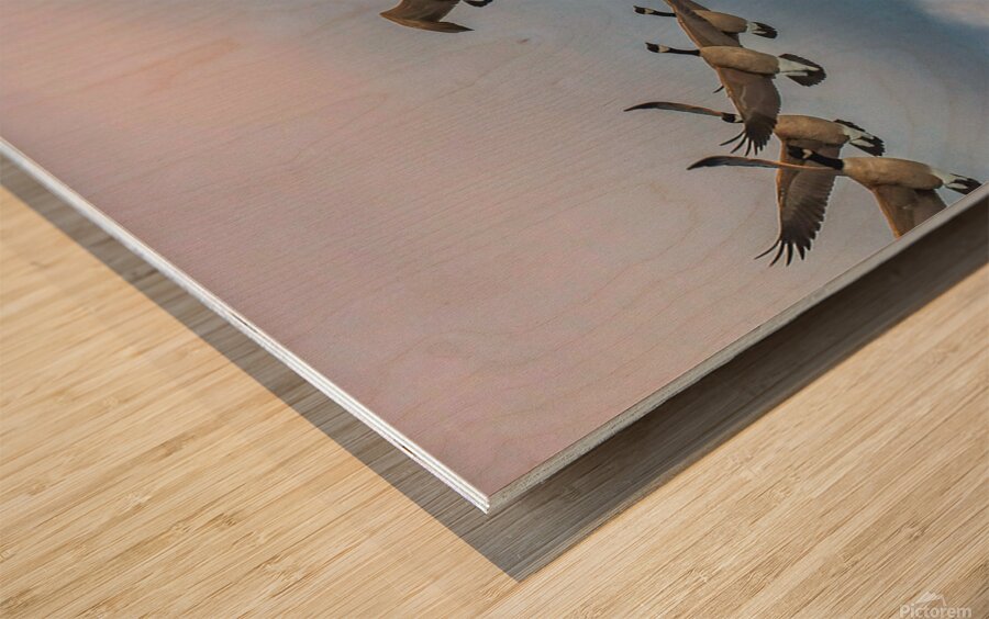 Canada geese and sky Wood print