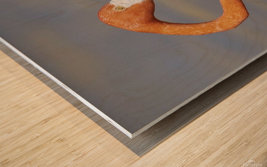 Flamingo heads Wood print