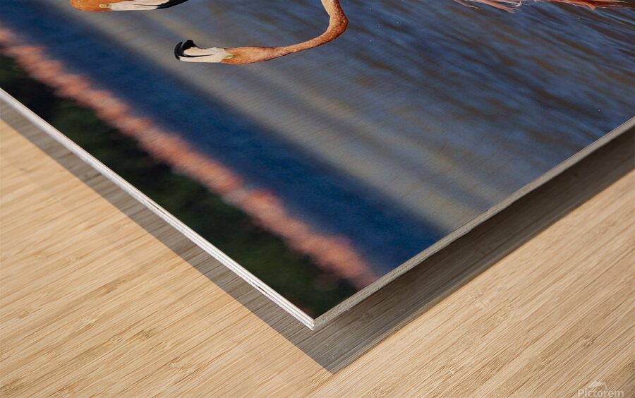 Flamingo chat Wood print