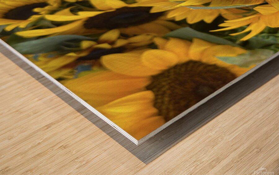 sunflower Wood print