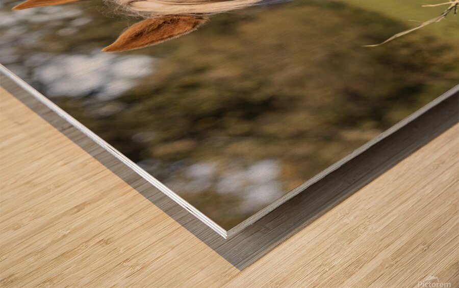 Palomino side eye Wood print