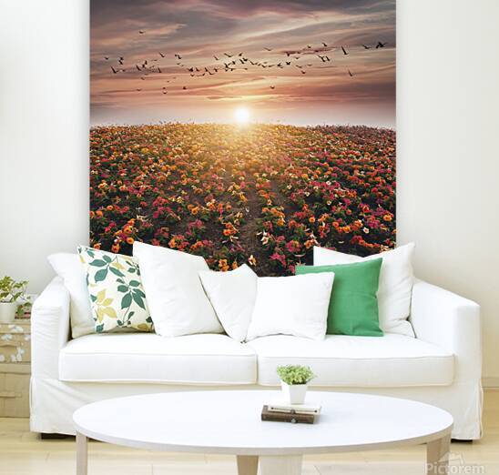 Quiet Sunset Moment A Carpet of Daisies  by ARFart