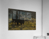 Yellowstone  Bison Acrylic Print