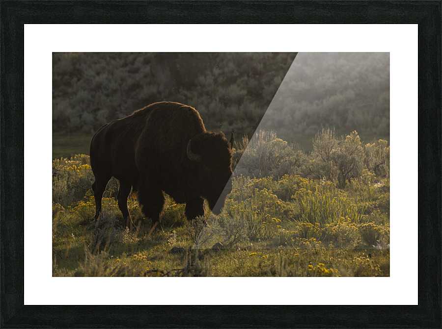 Yellowstone  Bison Picture Frame print
