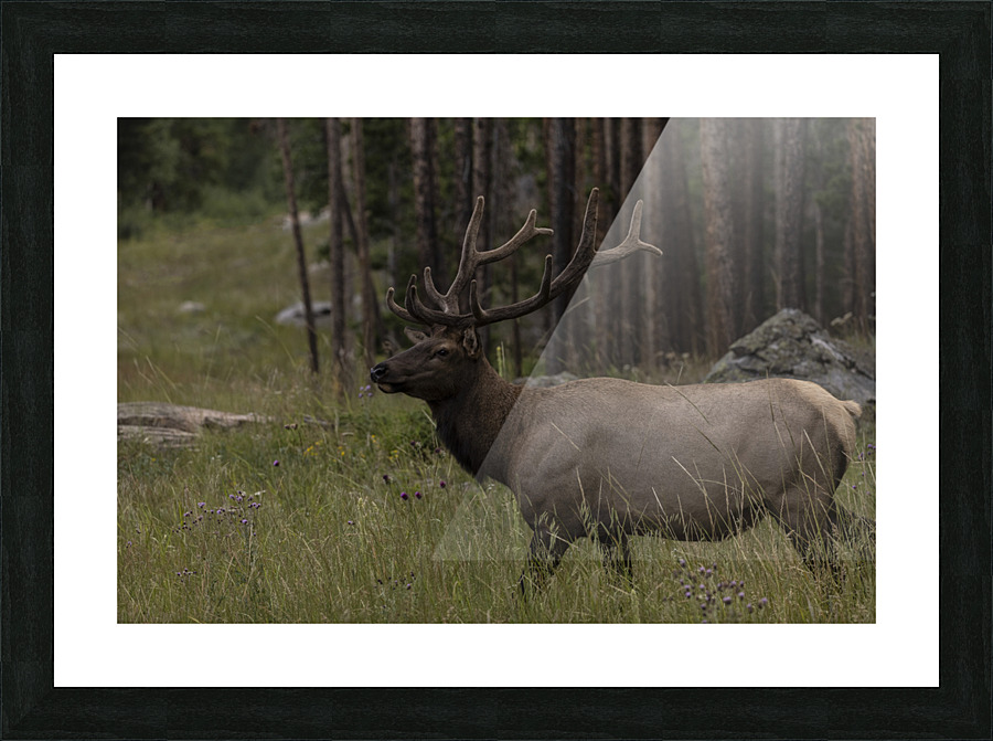 Rocky Mountain Elk Picture Frame print