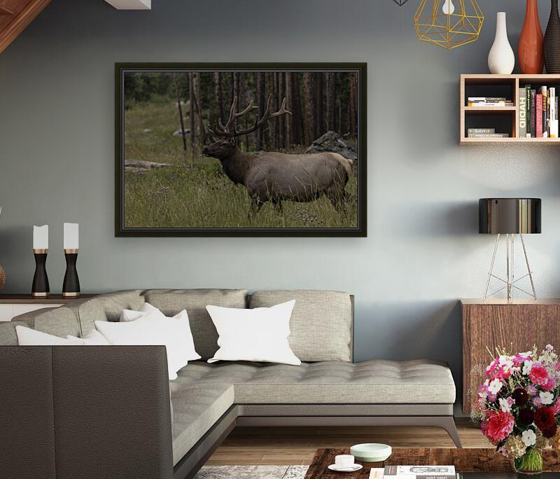 Rocky Mountain Elk Reproduction