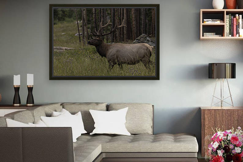 Rocky Mountain Elk by Dan Palance