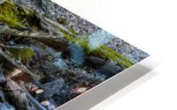 Spring stream HD Metal print
