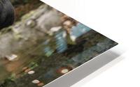 Royale Moose HD Metal print