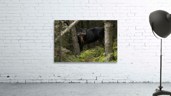 Royale Moose Wall Preview
