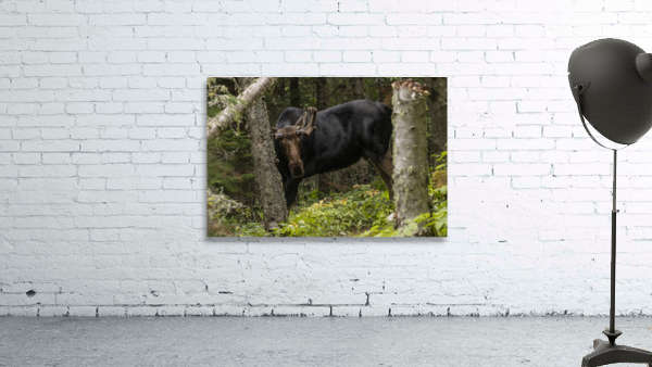 Royale Moose Wall Preview