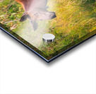 Baby Moose Acrylic print