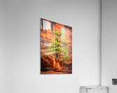 Camouflaged Acrylic Print