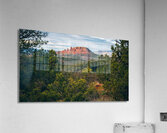 Abruptly The Coxcomb Acrylic Print