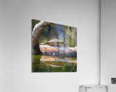 A Turtle Named Lillian Acrylic Print