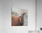 Baby Sheep Acrylic Print