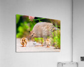 Lunch With Mom Acrylic Print