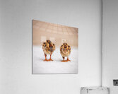 Learning Curve Acrylic Print