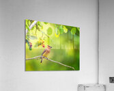 Cedar Waxwing Acrylic Print